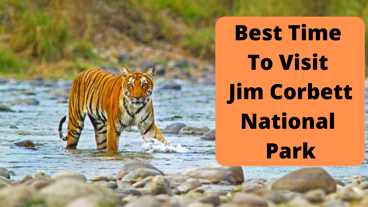 Get ready for an unforgettable adventure at Jim Corbett National Park by checking out our alt text for the best time to visit!