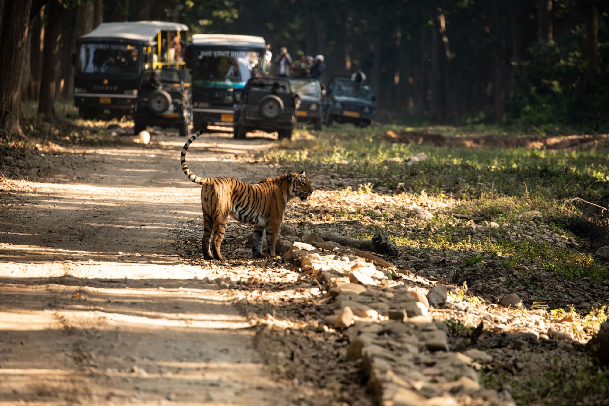 A majestic tiger strolling down a dusty road, followed closely by a line of jeeps.