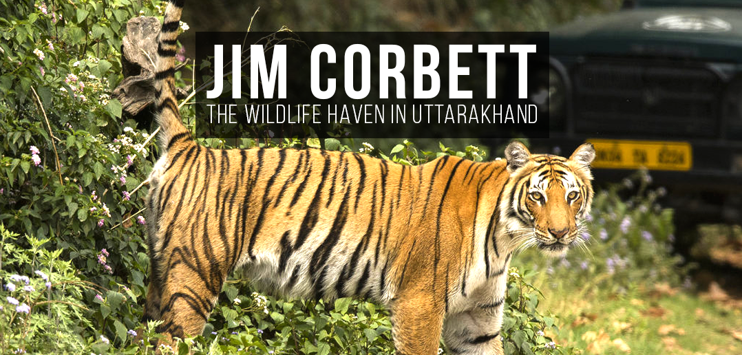Jim Corbett National Park is a wildlife paradise in Uttarakhand, India, showcasing diverse flora and fauna.
