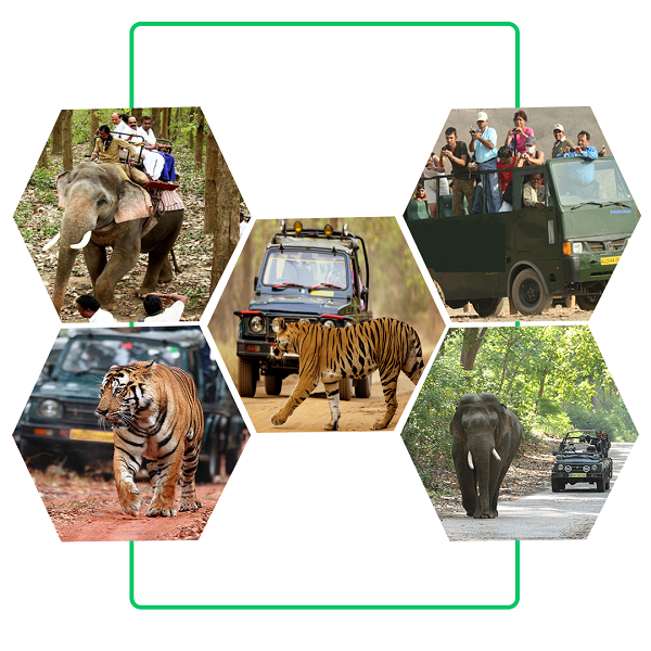 Four individuals and animals traverse a road, showcasing harmonious coexistence amidst nature's path.