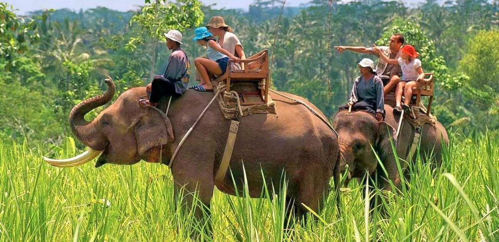 A couple enjoying a ride on an elephant through a picturesque field.