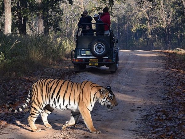 A tiger walking on a road with people in the back of a jeep.