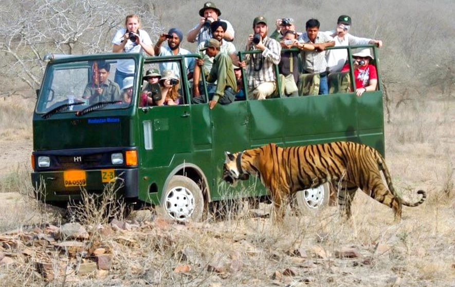 Tourists on a green bus, captivated by the majestic tiger in the background, during an adventurous wildlife safari.