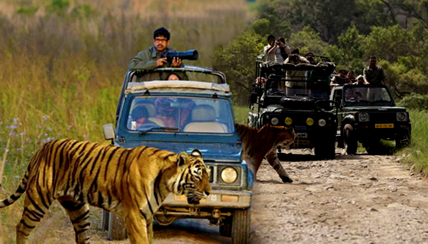 A group of people on a safari in a jeep, observing a majestic tiger in its natural habitat.