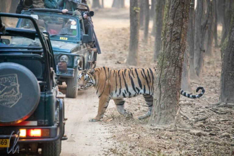 A tiger walking in a forest with people on jeeps.