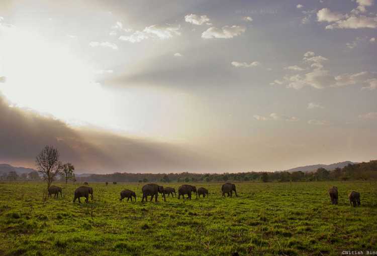 A group of elephants peacefully feeding on grass in an open field.