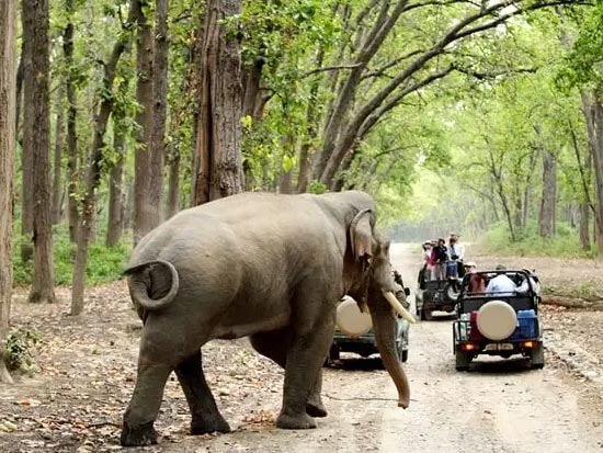 An elephant strolls on a road, accompanied by people in jeeps, showcasing a harmonious encounter between wildlife and humans.