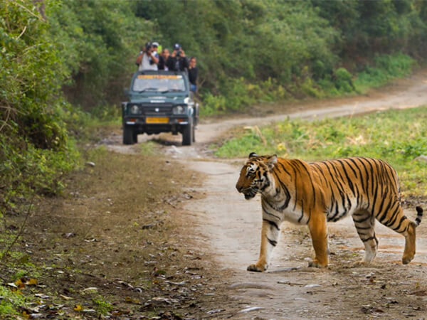 Tourists on a jeep safari, surrounded by lush forest, as they encounter a majestic tiger in the wild.