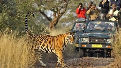 A tiger confidently strides amidst a group of people on a thrilling safari adventure.