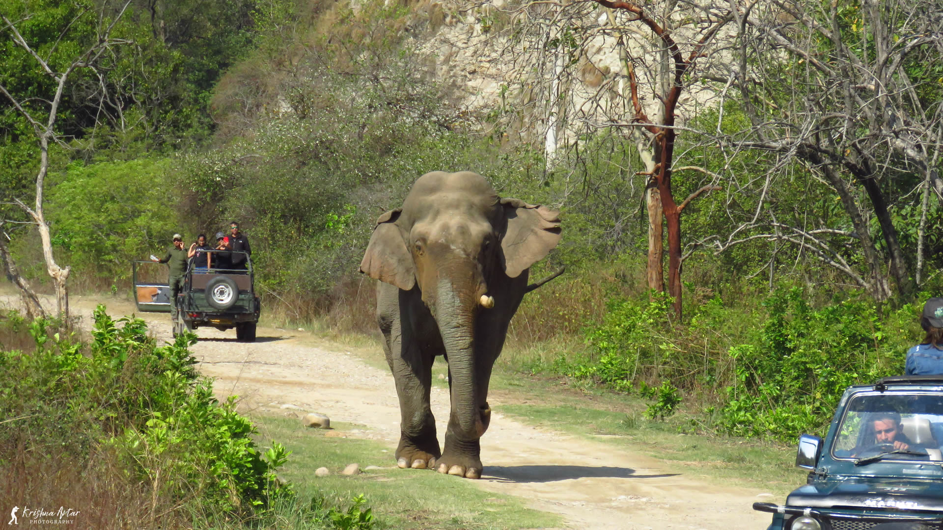 A majestic elephant strolling along a dusty road, showcasing its grandeur and strength.
