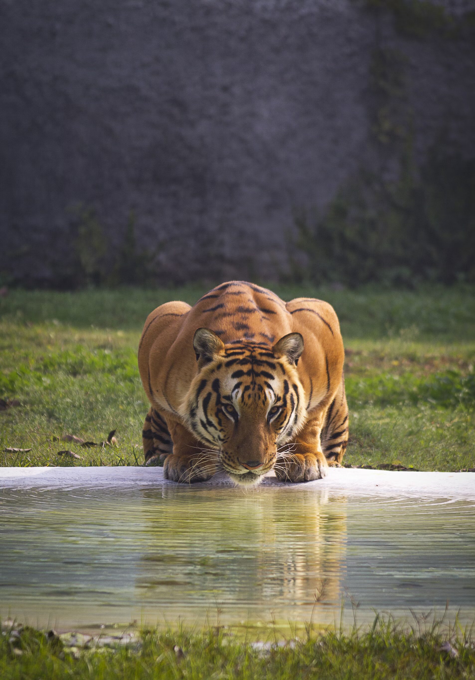 A majestic tiger quenches its thirst by drinking water from a serene pond in the wilderness.