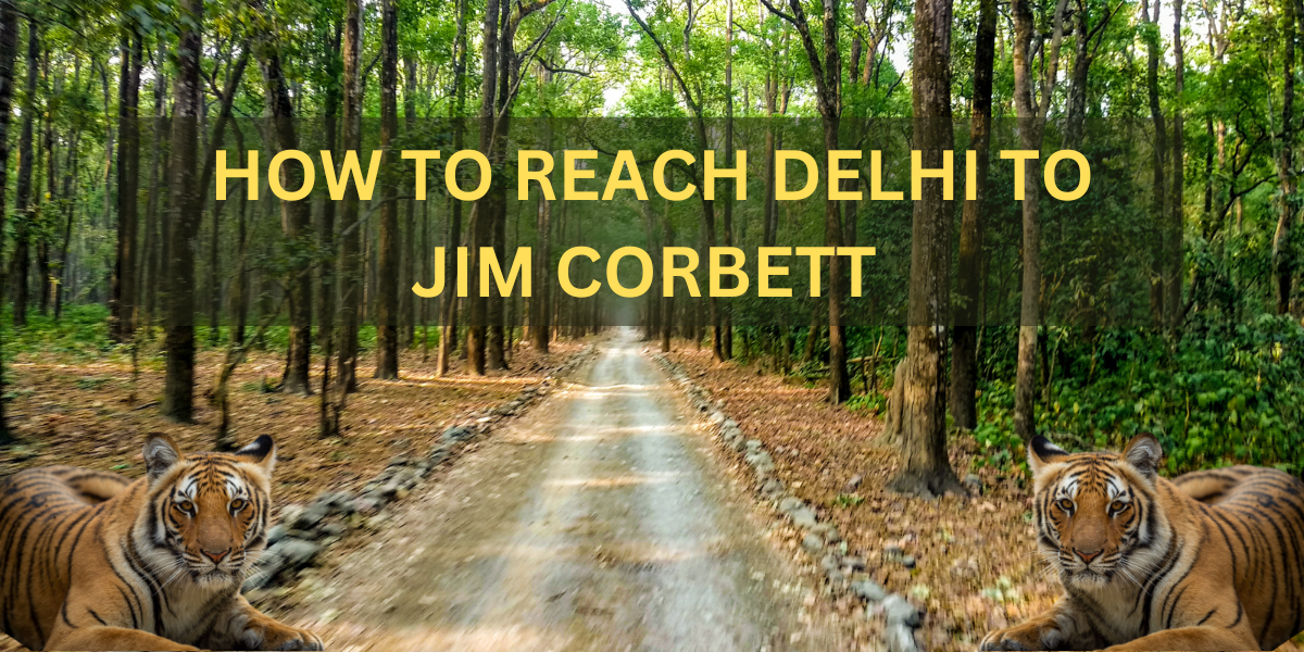A picturesque route from Delhi to Jim Corbett, surrounded by verdant landscapes.