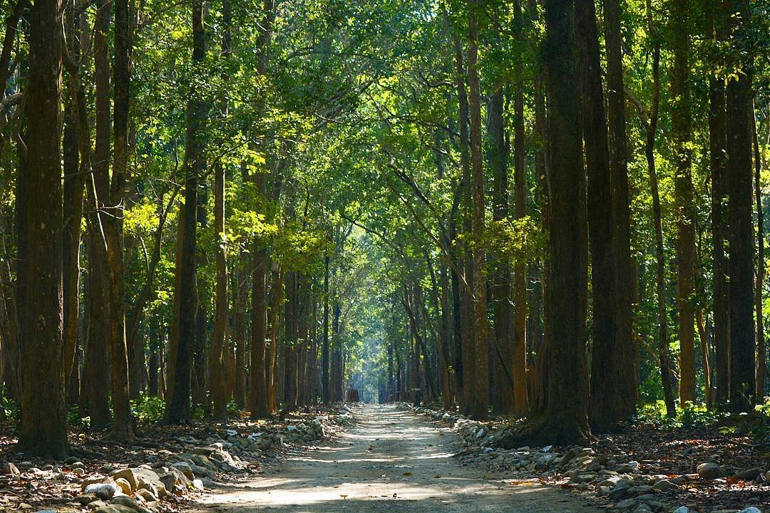 A serene dirt road winding through a lush forest, surrounded by towering trees and a peaceful ambiance.
